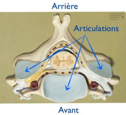 Articulations cervicales