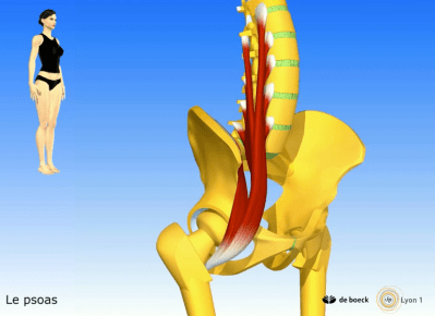 Le psoas