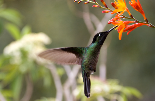 Capture d’écran 2016-03-21 à 08.15.51