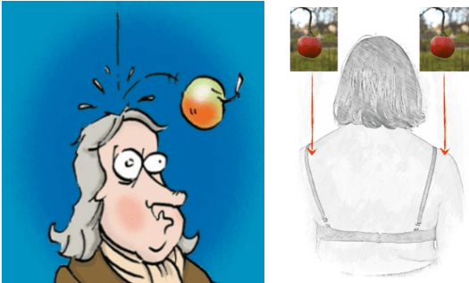 pomme Newton épaules